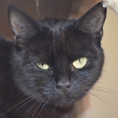 black cat Battersea Dogs and Cats Home animal charity.JPG
